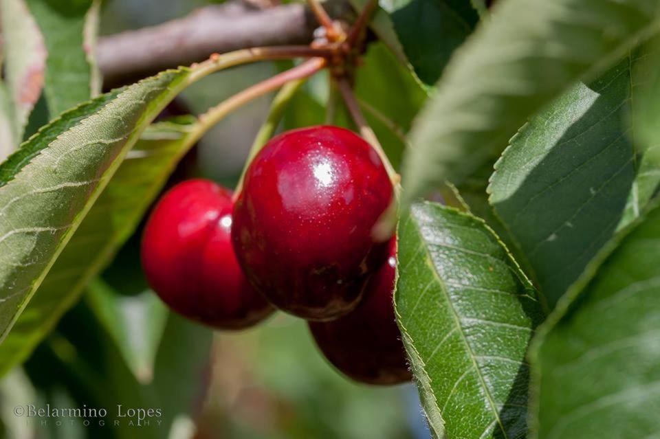 הוילה Lavacolhos Casa Tita מראה חיצוני תמונה